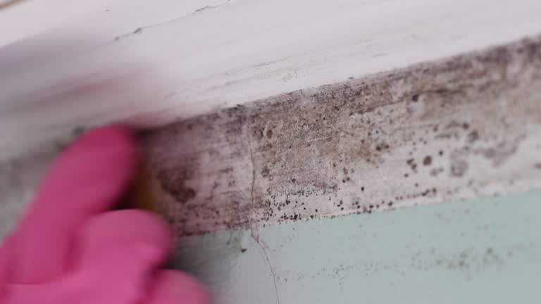 Best Mold Odor Removal Services  in Goldendale, WA